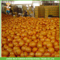 Offre professionnelle Pomelo Fresh Honey Fresh